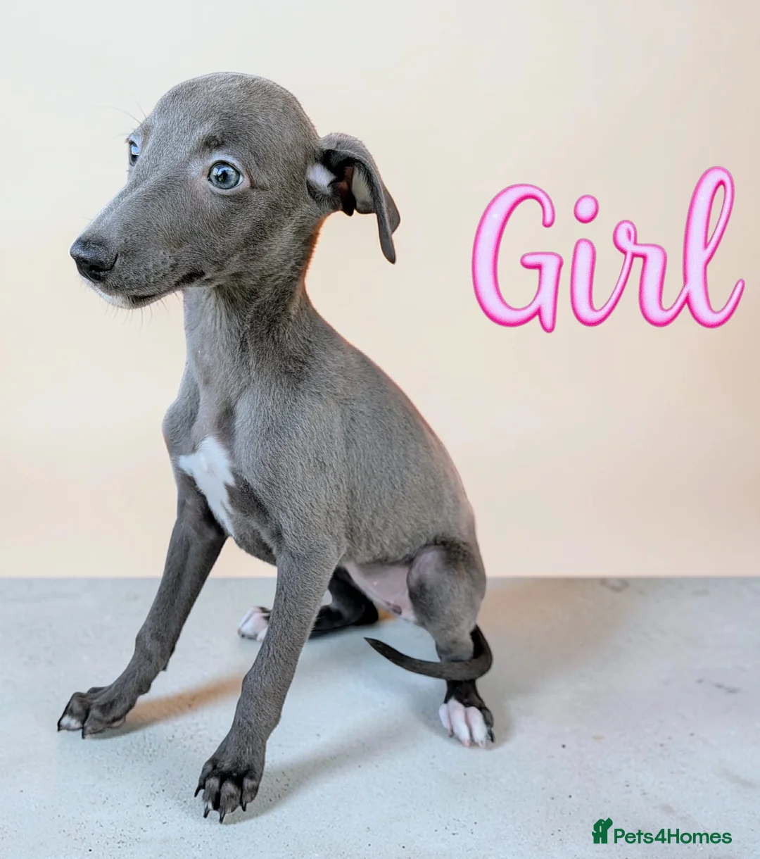 Whippet dogs for sale: Beautiful blue whippets in Worcester - Advert 5