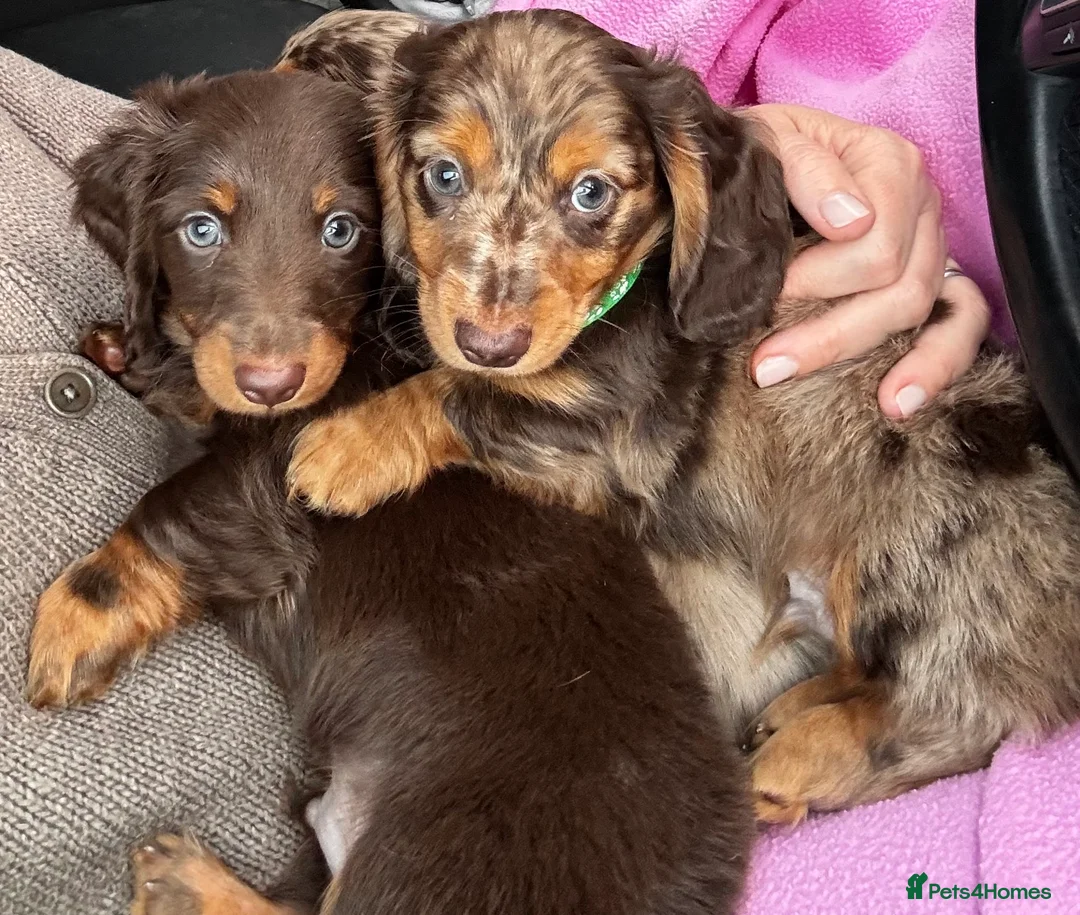 Dachshund dogs for sale: KC reg, champ bloodline Mini long hair Dachshunds  - Advert 1