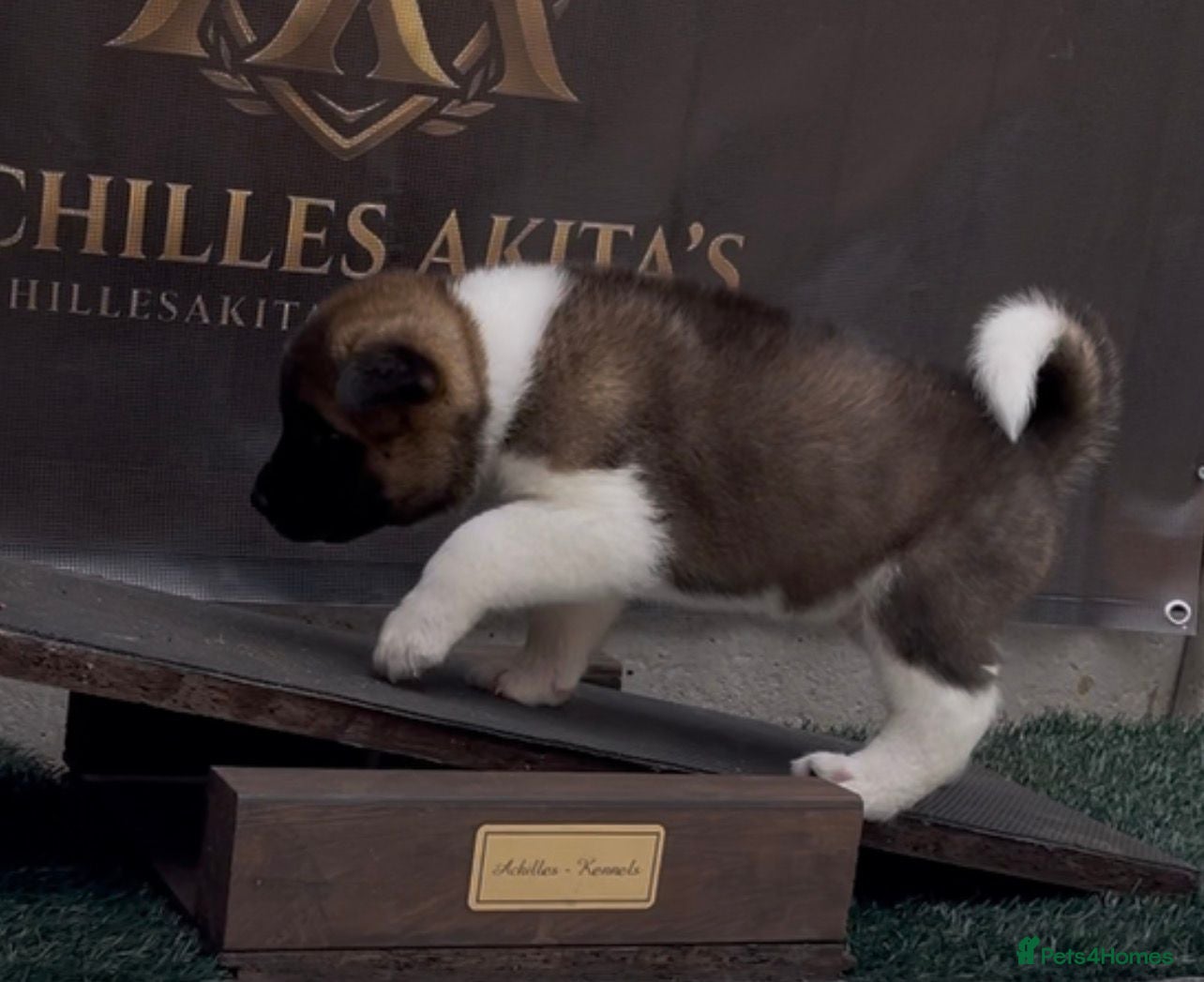 Akita dogs Chunky bears, WELL TRAINED - Advert 2