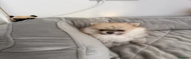 Pomeranian 3