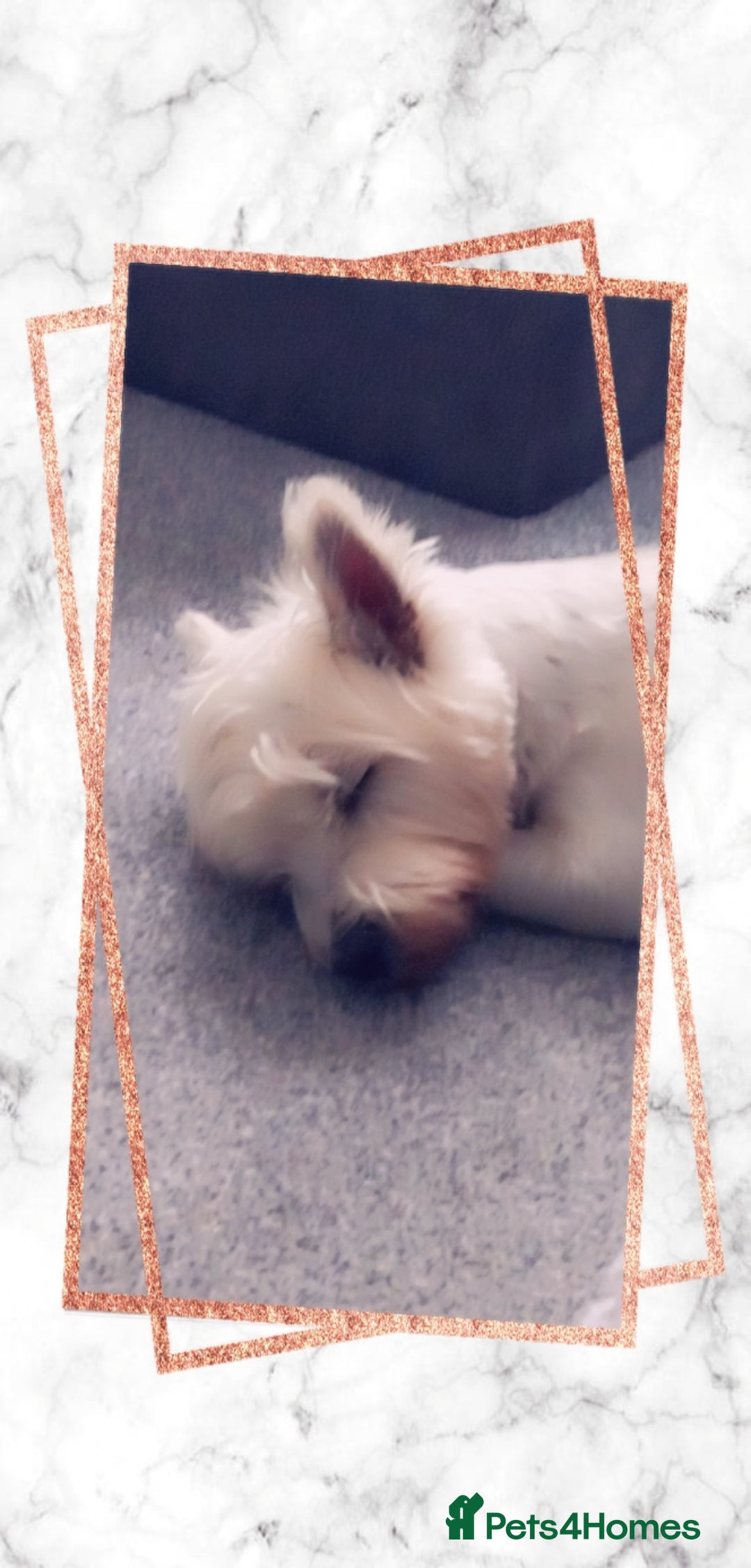 West Highland Terrier dogs for stud: Stud.. in Greenock - Image 8