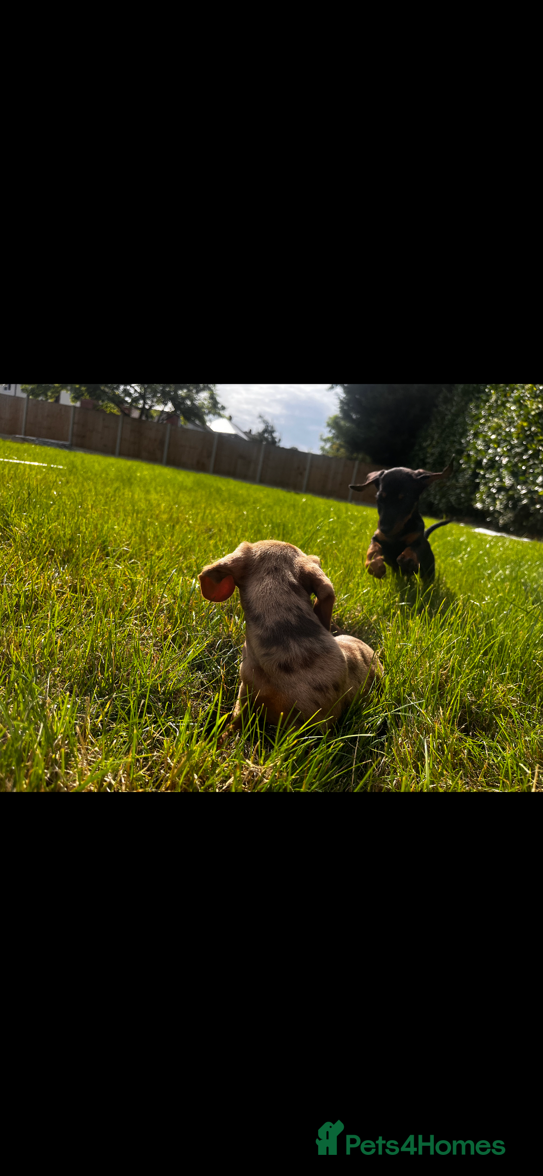 Miniature Dachshund dogs for sale: Mini dachshund cross jack Russell - Image 4