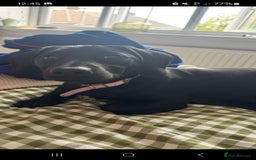 Mixed Breed dogs for sale: Labrador x dachshund  - Image 3