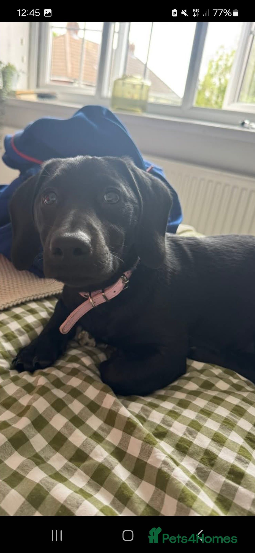 Mixed Breed dogs for sale: Labrador x dachshund  - Image 3