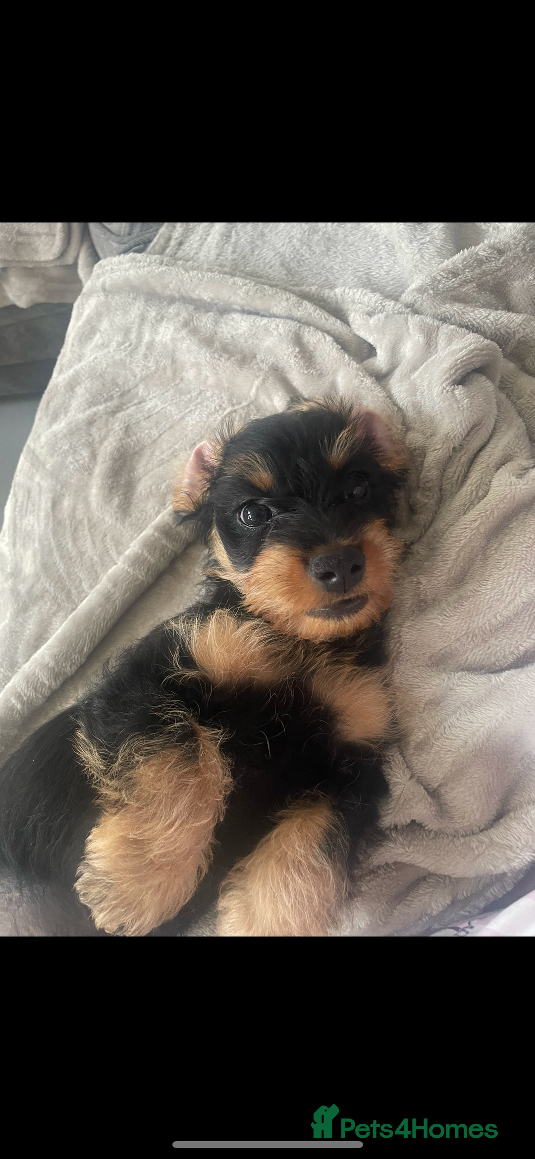 Mixed Breed dogs for sale: Doxie poo stunning puppies  - Advert 6
