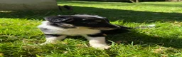 Border Collie dogs for sale: Border Collie Puppies from Working Stock in Carnforth - Advert 16