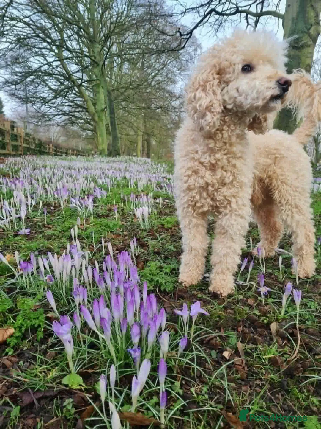 Cockapoo dogs for sale: Beautiful Cockapoo Puppies🐾 - Advert 31