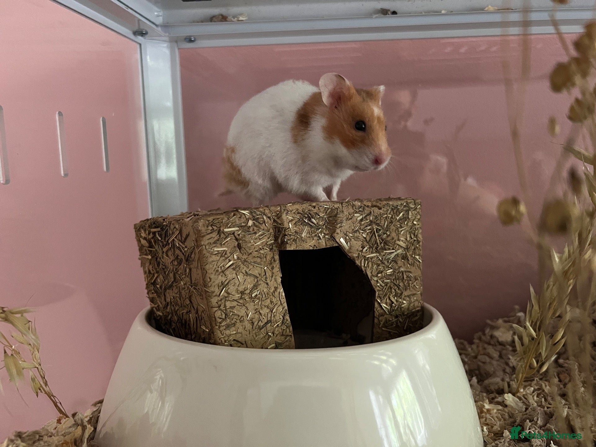 Hamster rodents Peach no setup included  - Advert 3