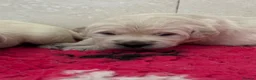 Golden Retriever dogs for sale: Cream Boys From Health Tested Parents  - Advert 10