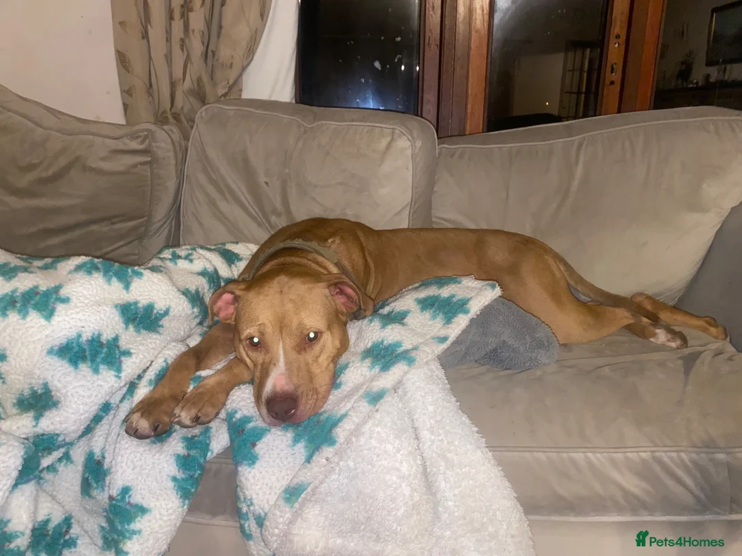 Mixed Breed dogs for sale: Bull cross puppies for sale in Chulmleigh - Advert 1