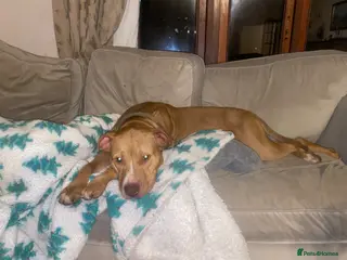 Mixed Breed dogs Bull cross puppies for sale - Advert 1