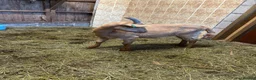 Goats livestock for sale: 2 Golden Guernsey Goats - Advert 10