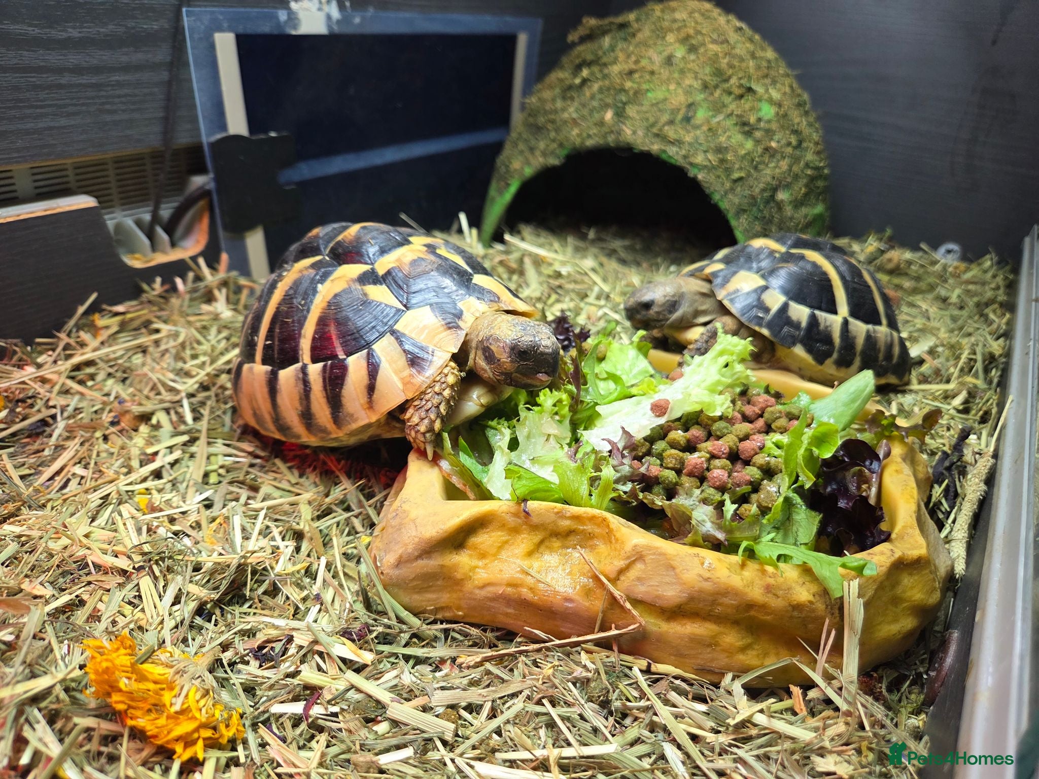 Hermann Tortoise reptiles 2x Hermann tortoise and full set up. - Advert 1