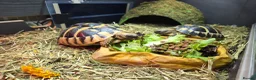 Hermann Tortoise reptiles for sale: 2x Hermann tortoise and full set up. in West Malling - Advert 1