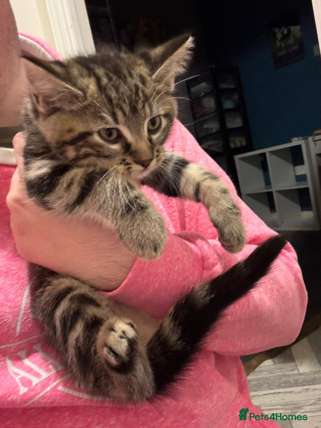 Maine Coon cats for sale: Beautiful, friendly playful Maine Coon cross kits - Advert 2