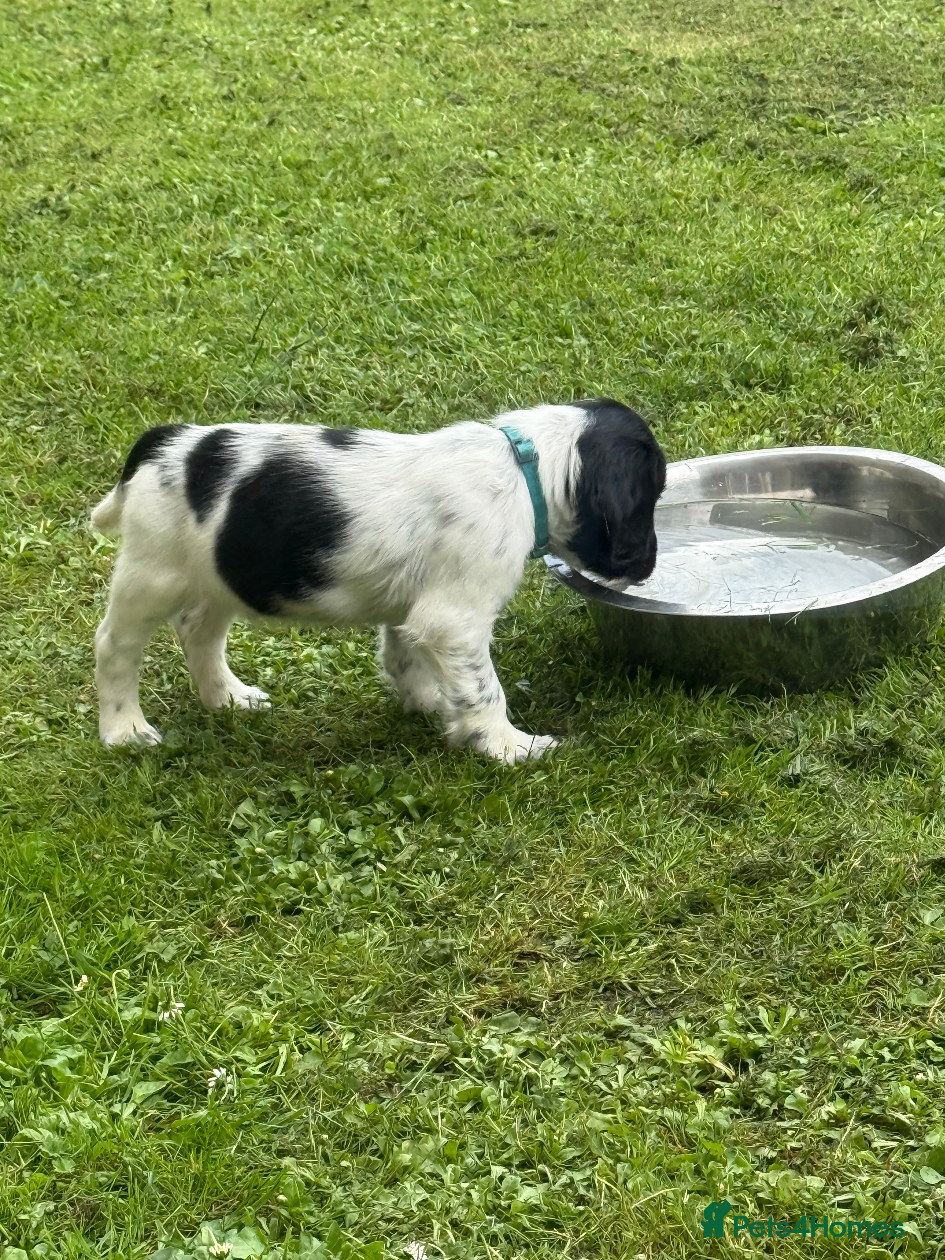 English Springer Spaniel dogs Beautiful Springer Spaniel Puppies - Advert 1
