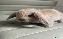 Mini Lop rabbits for sale: Mini lops - Image 2