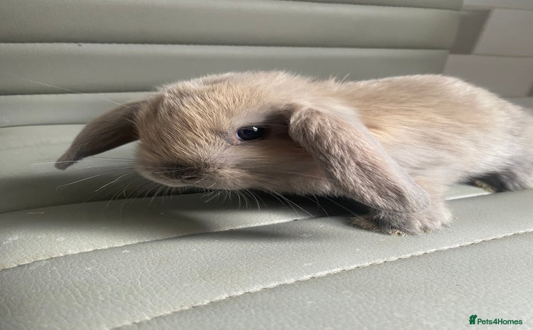 Mini Lop rabbits - Advert 9