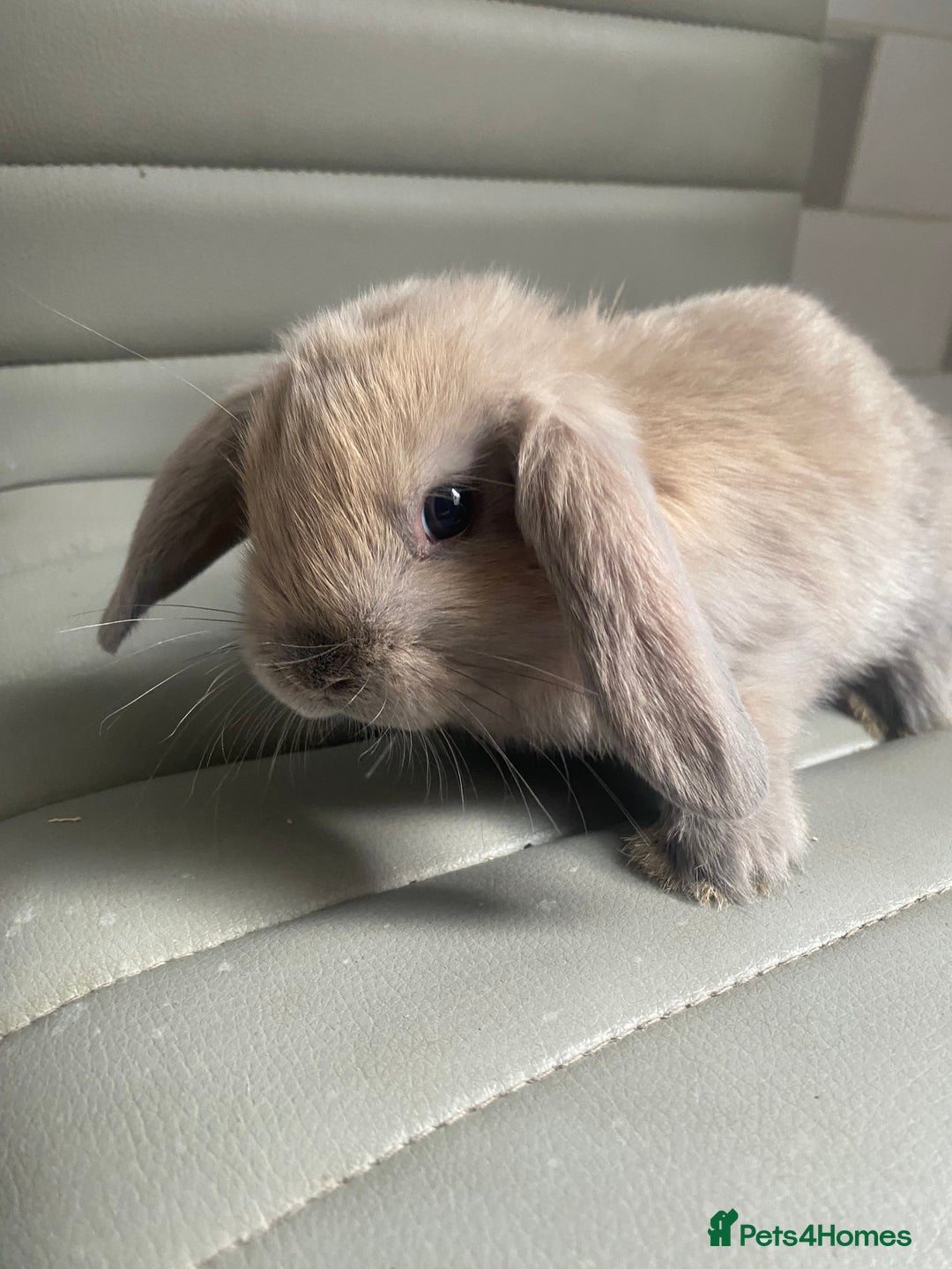 Mini Lop rabbits for sale: Mini lops - Image 2