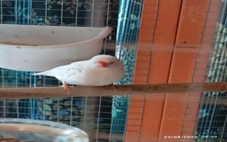 Finches birds for sale: Tall Finch Cage with group of zebra finches - Image 4