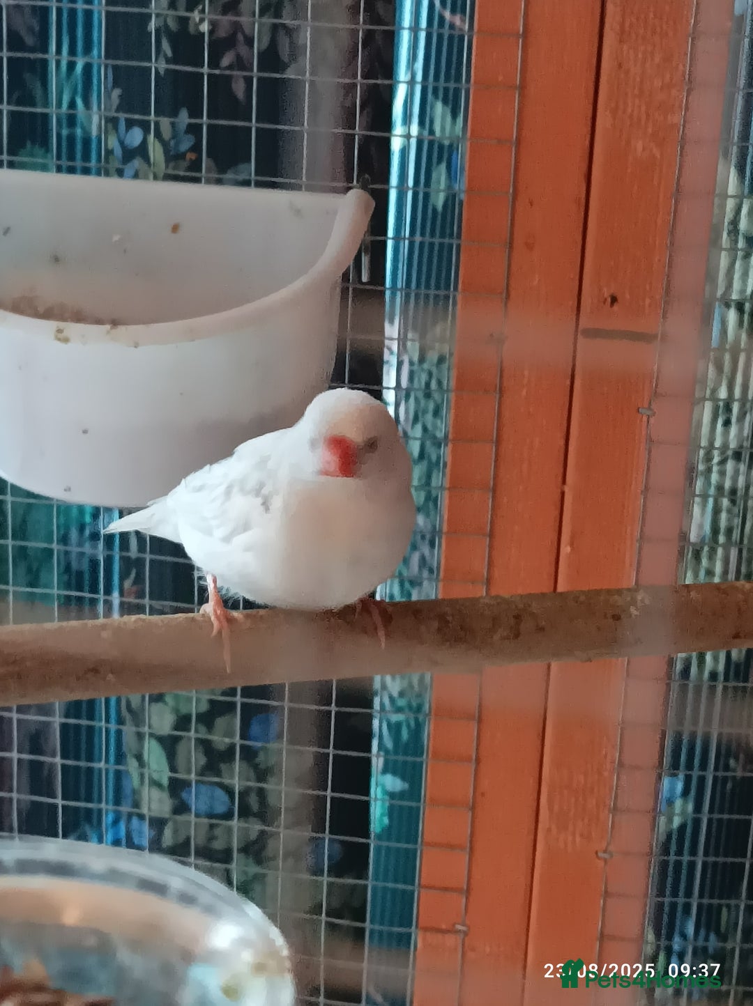 Finches birds for sale: Tall Finch Cage with group of zebra finches - Image 4