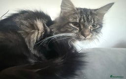 British Longhair cats for sale: X5 ragdoll crossbreed kitten polydactyl  - Advert 1