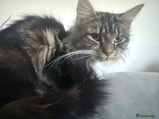 British Longhair cats X5 ragdoll crossbreed kitten polydactyl - Advert 5