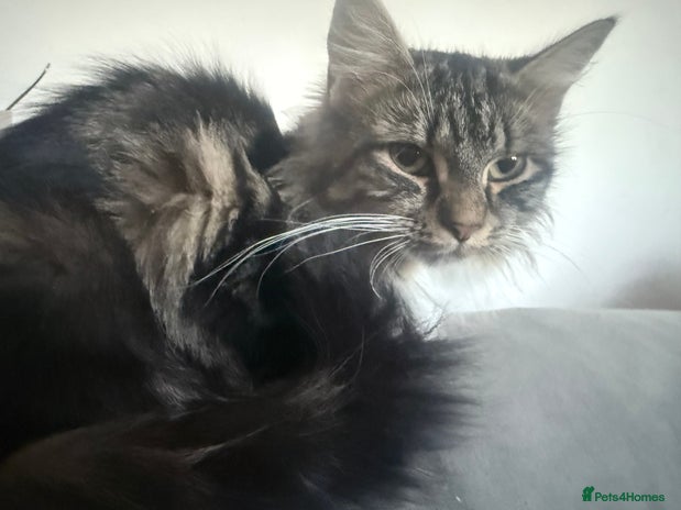 British Longhair cats X5 ragdoll crossbreed kitten polydactyl - Advert 1