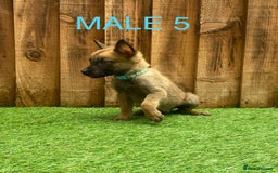 Belgian Shepherd Dog dogs for sale: Beautiful Belgium Malinois pups for sale  - Image 24