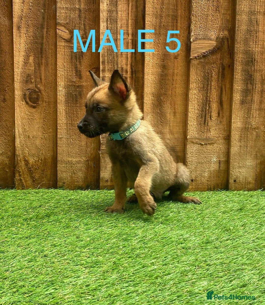 Belgian Shepherd Dog dogs for sale: Beautiful Belgium Malinois pups for sale  - Image 24