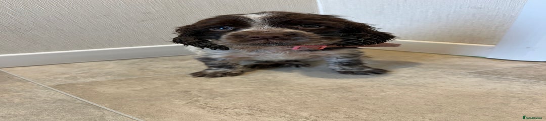 Cocker Spaniel Puppy 2