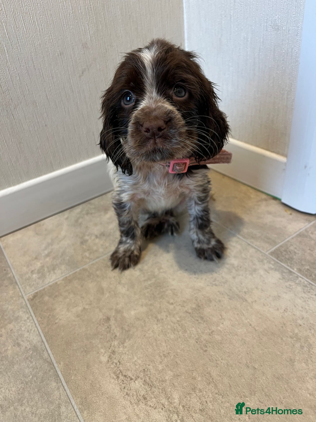 Cocker Spaniel dogs for sale: Beautiful Lemon & Brown Cocker Spaniel Puppies  - Image 8