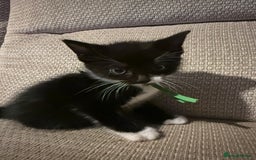 Mixed Breed cats for sale: Beautiful Kittens - Image 3