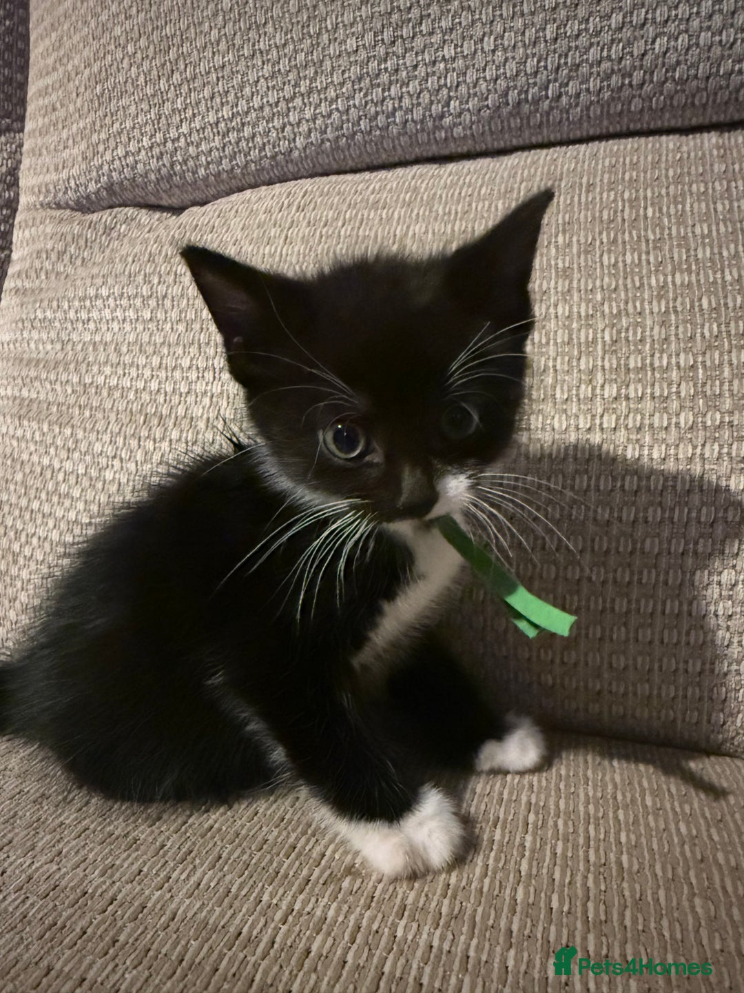 Mixed Breed cats for sale: Beautiful Kittens - Image 3