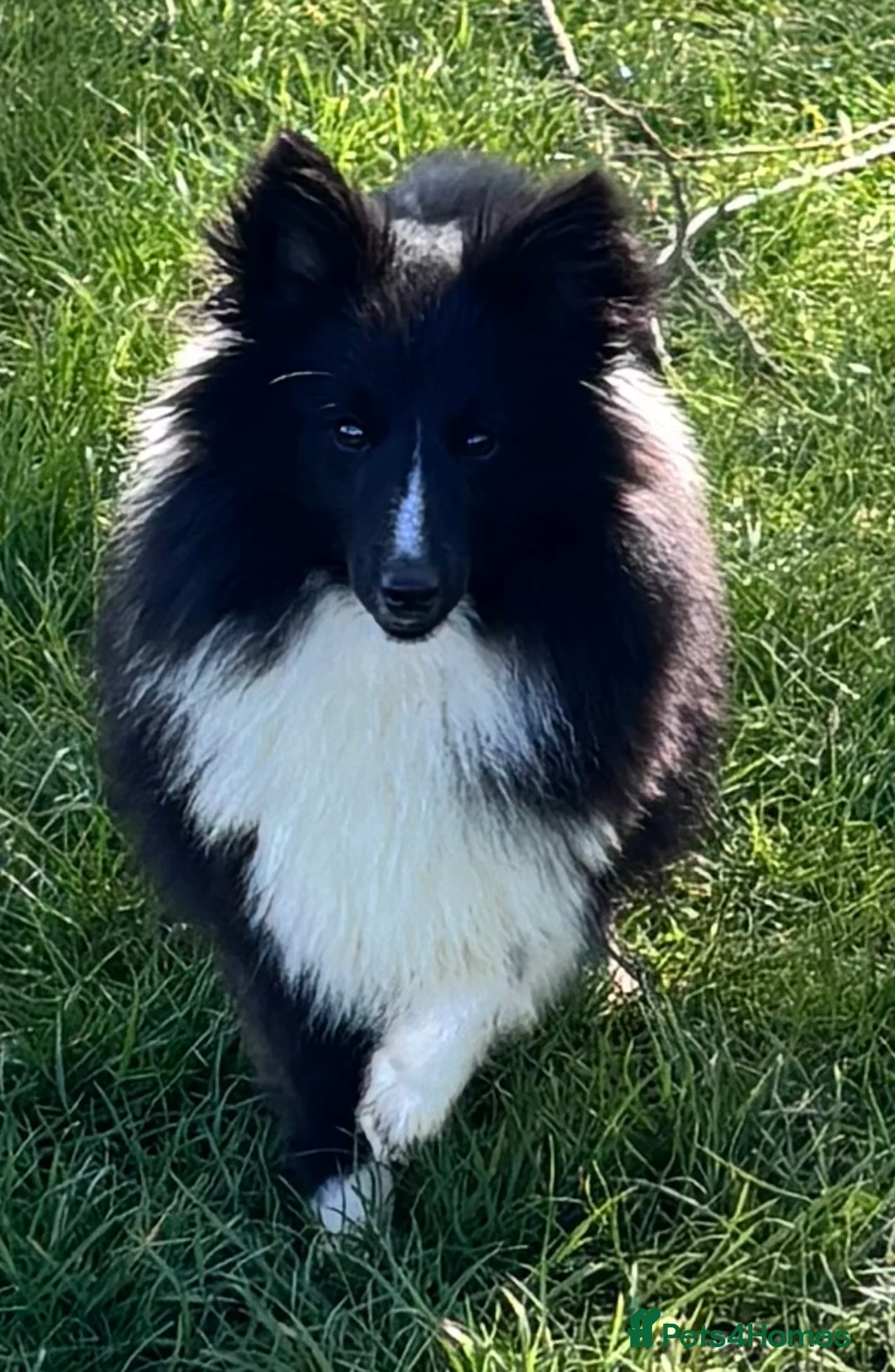 Shetland Sheepdog dogs for sale: Absolutely beautiful black bi girl  - Advert 1