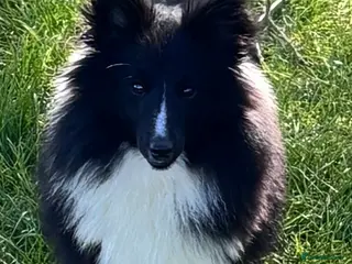 Shetland Sheepdog dogs Absolutely beautiful black bi girl - Advert 1