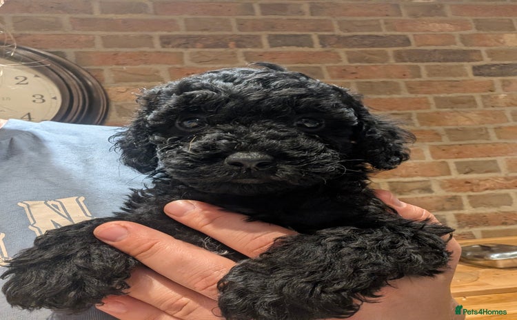Cockapoo dogs - Advert 2