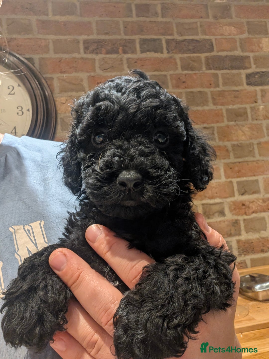 Cockapoo dogs for sale: Little black boy  - Image 1
