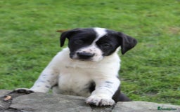 Mixed Breed dogs for sale: Gorgeous pointer x collie - Image 8