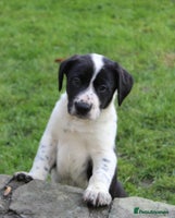 Mixed Breed dogs - Advert 2