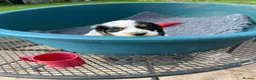 Cocker Spaniel dogs for sale: Working Cocker x Clumber Spaniel Puppiess - Advert 9