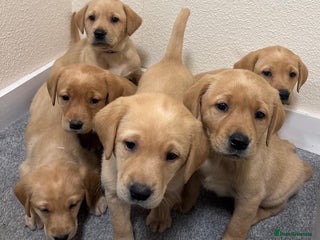 Labrador Retriever dogs Labrador puppies - Advert 6