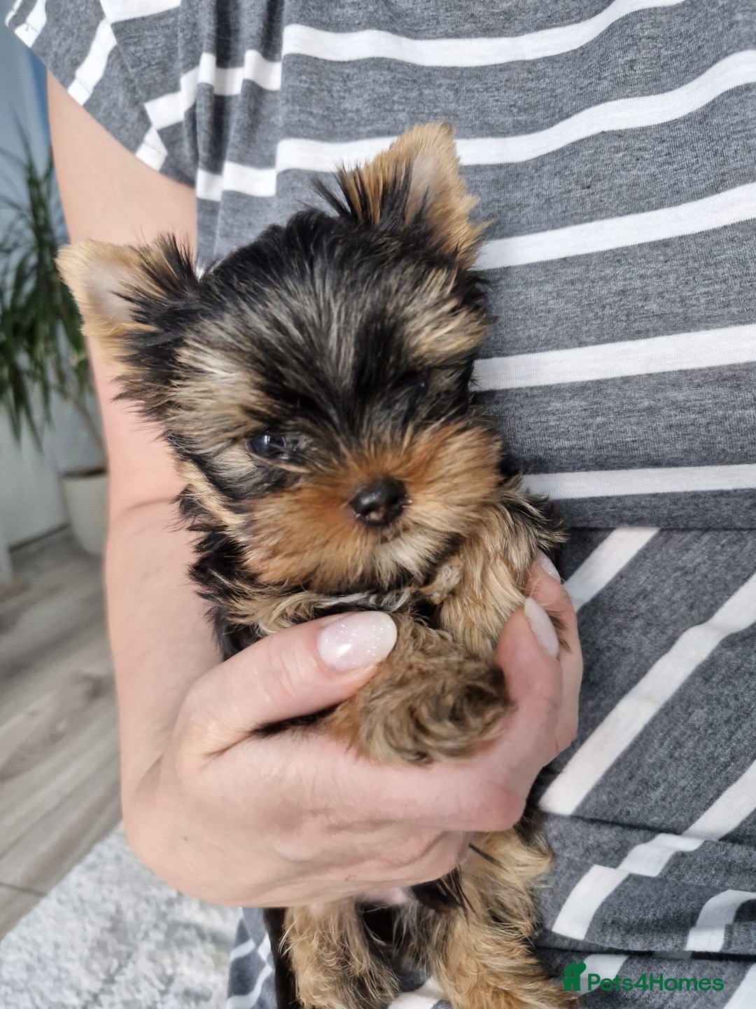Yorkshire Terrier dogs for sale: Two Amazing Boys!!! in Halesowen - Image 9