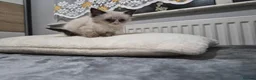 Ragdoll cats for sale: ​GCCF Ragdoll Kittens - Pet  - Advert 3