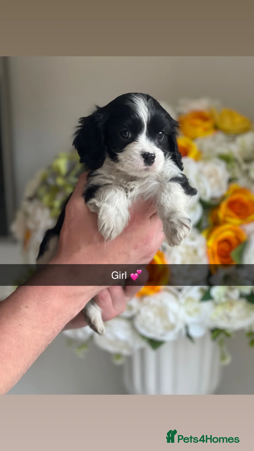 Cavapoo dogs for sale: 6 F1b Cavapoo puppies 🐾 in Burton-on-Trent - Advert 8