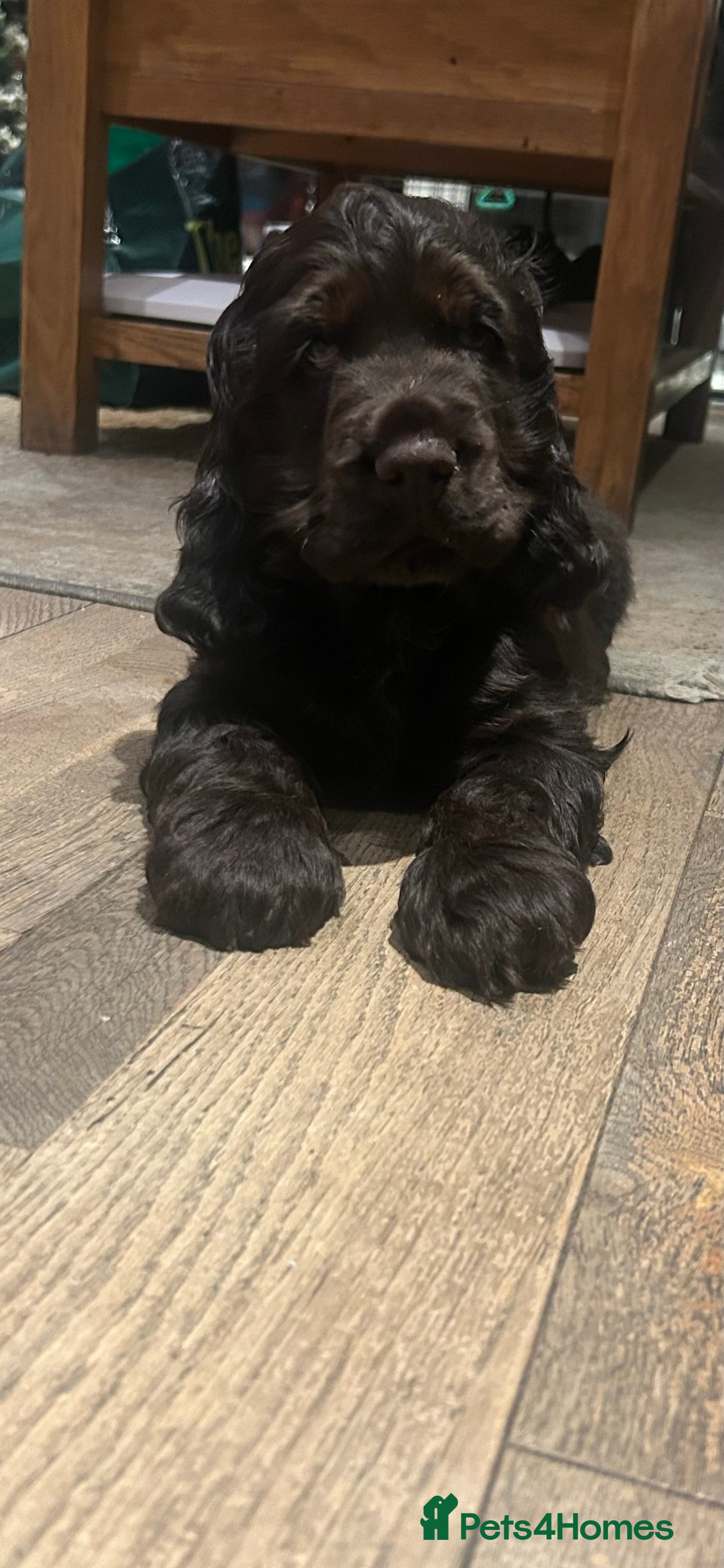 Cocker Spaniel dogs Show cocker spaniel puppies 💚READY NOW💚 - Advert 16