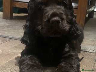Cocker Spaniel dogs Show cocker spaniel puppies 💚READY NOW💚 - Advert 16
