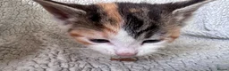Mixed Breed cats for sale: 8 Beautiful mixed breed kittens looking for a home - Advert 6