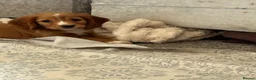 Cocker Spaniel dogs for sale: Cocker spaniel puppies - Advert 3