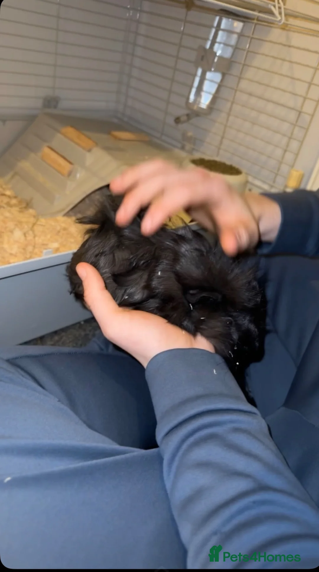 Guinea Pig rodents for sale: 2x male Guinea pigs in Hartlepool - Advert 1